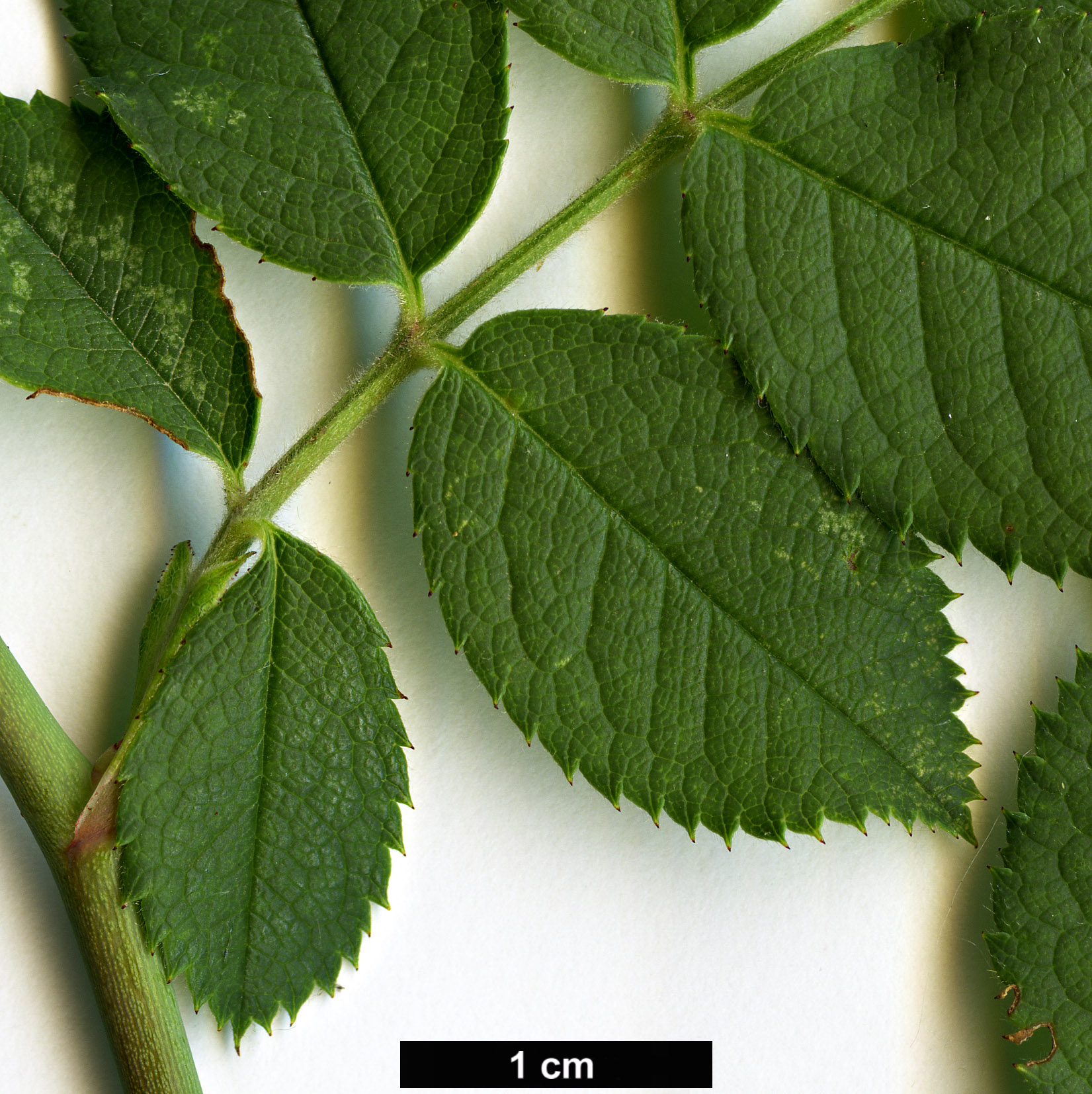 High resolution image: Family: Rosaceae - Genus: Rosa - Taxon: corymbifera - SpeciesSub: var. aemoniana